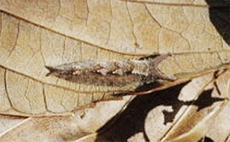 オオムラサキの幼虫（写真は市立博物館提供）