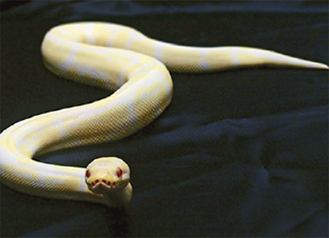 展示される縁起物の白蛇「ボールニシキヘビ（アルビノ）」