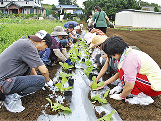 ブロッコリーや白菜などの苗を植える参加者たち