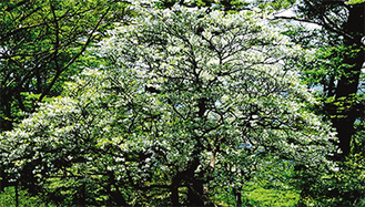 丹沢の樹木、花々の写真が見られる