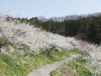 満開時期には梅の花で白一色に染まる本沢梅園