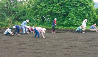 雨の中、手際よく大豆の種まきをする参加者たち