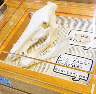 パークセンターに展示されるイノシシの頭骨