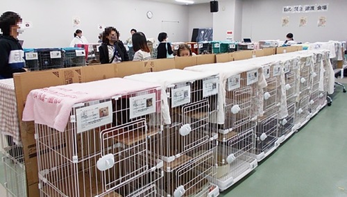 昨年12月に行われた緊急譲渡会の様子（写真提供＝市生活衛生課）