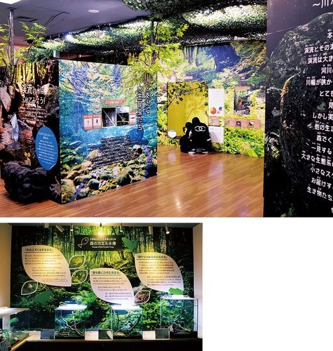 開催中の特別企画展（上）、森のカエル水槽