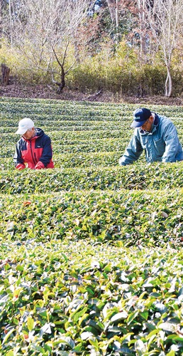 茶畑で作業する大河原さん（左）と宮本さん