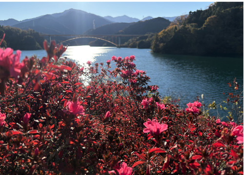「煌めく湖畔」撮影／柵山誓良さん