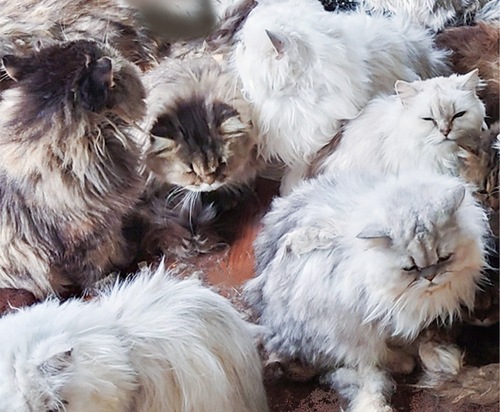 多頭飼育崩壊した猫