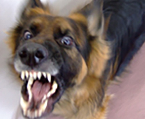 犬の吠えは何かの訴え