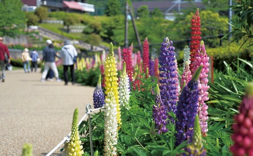 色とりどりのルピナス（５月８日撮影）