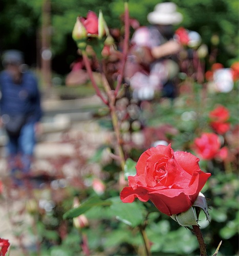 園内を彩る赤いバラ（５月８日撮影）