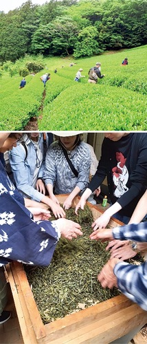 和田の里茶畑（上）、手もみの様子＝藤野観光協会提供