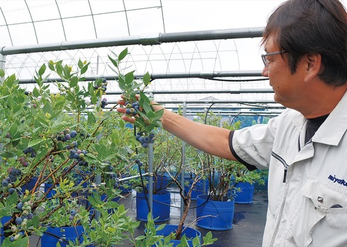 ブルーベリーの品種の１つ「ユーリカ」の説明をするオーナーの鈴木さん