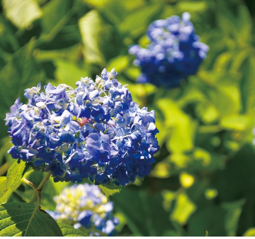 青く色付くアジサイ（６月５日撮影）