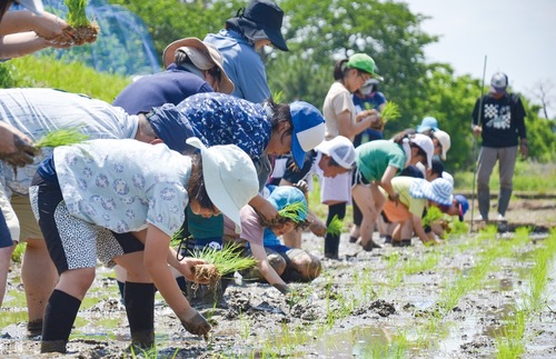 晴れ空の下で苗を植え付けていく参加者