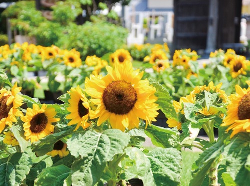 境内で咲き誇る色鮮やかなヒマワリ