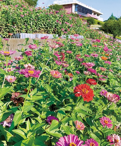 見頃を迎えているジニア（８月14日撮影）