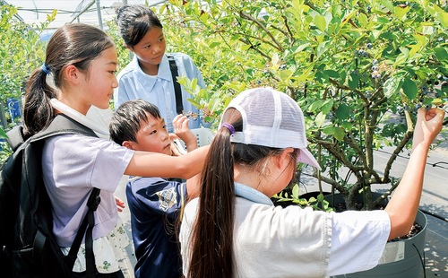 ブルーベリー狩りを楽しむ子どもたち