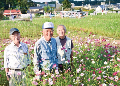 開花したコスモスに笑顔の実行委員会メンバー