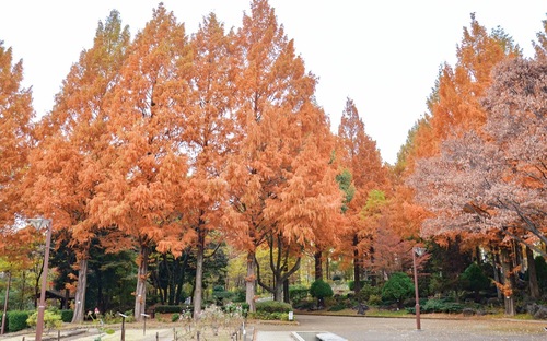 園内で色付くメタセコイヤ（11月27日撮影）
