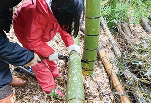 指導を受けながら竹を伐採する参加者（里地創生プロジェクト提供）