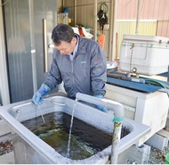 ワカサギ「ふ化放流」正念場へ