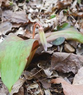 カタクリ、つぼみ色付く