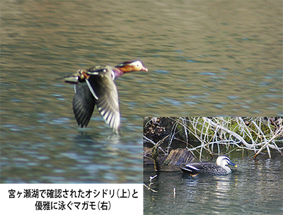 ガンカモ飛来調査 市内でも約4割減少 管内湖で顕著に 県全体的な傾向 | さがみはら緑区 | タウンニュース