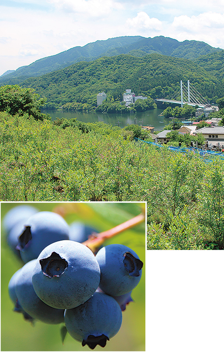㊤相模湖を一望／㊦甘い果実
