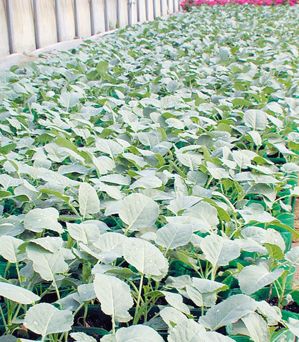 ”丈夫”で”実りが良い”野菜苗が60円〜 (写真1)