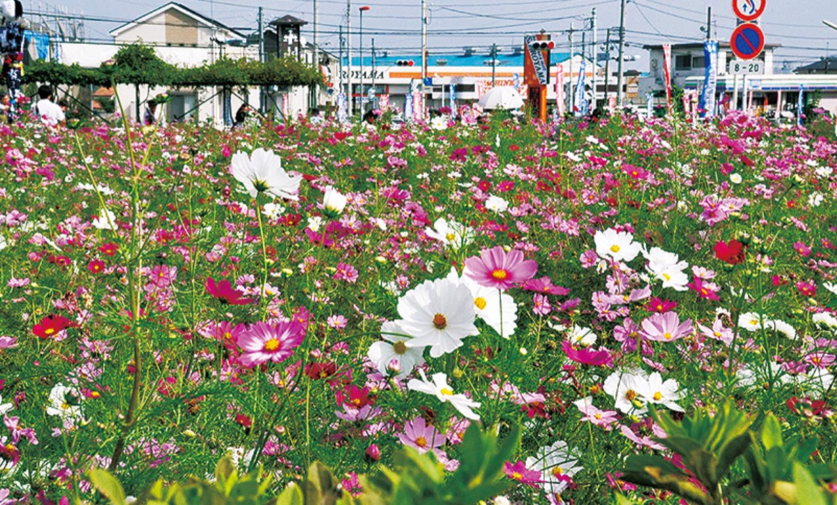 花摘み主体で開催 25日まで 小松コスモス園 さがみはら緑区 タウンニュース