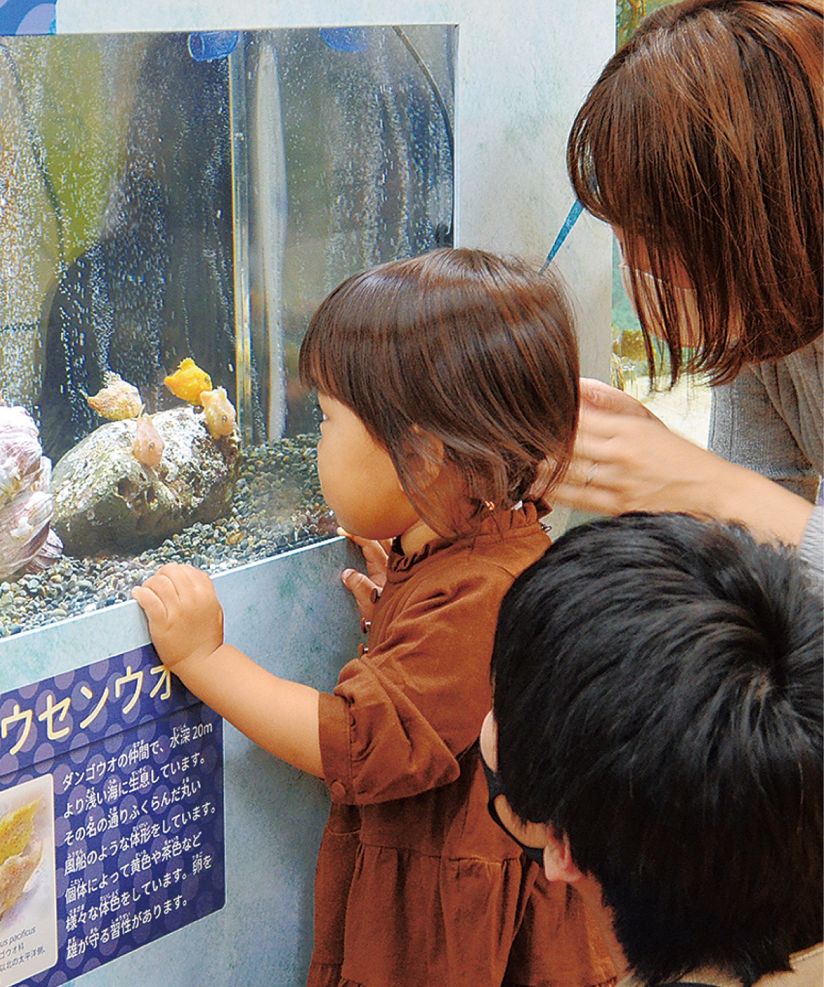 フウセンウオが人気 ふれあい科学館で企画展 さがみはら緑区 タウンニュース