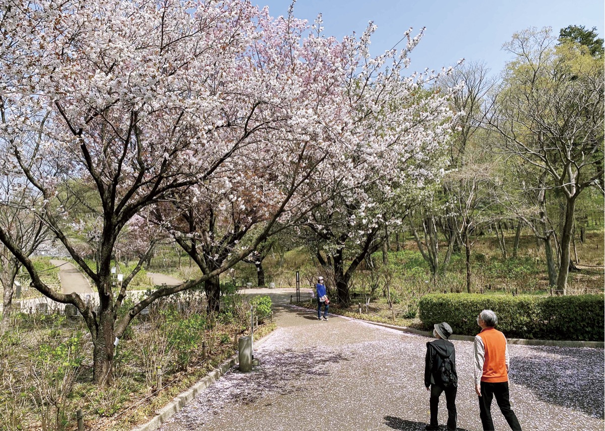 桜満開 春の陽気