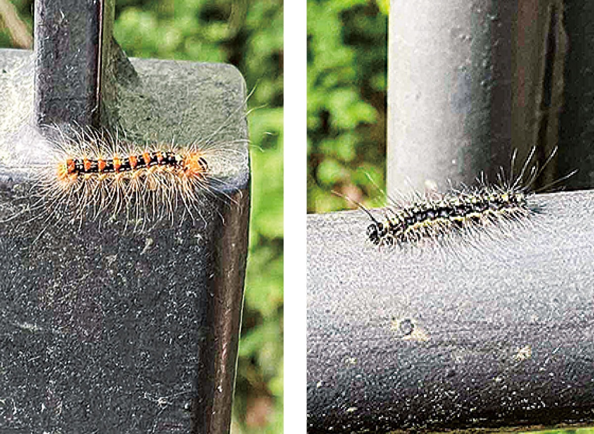 毛虫 限度超えてる 多さ 城山公園で注意ポスター さがみはら緑区 タウンニュース