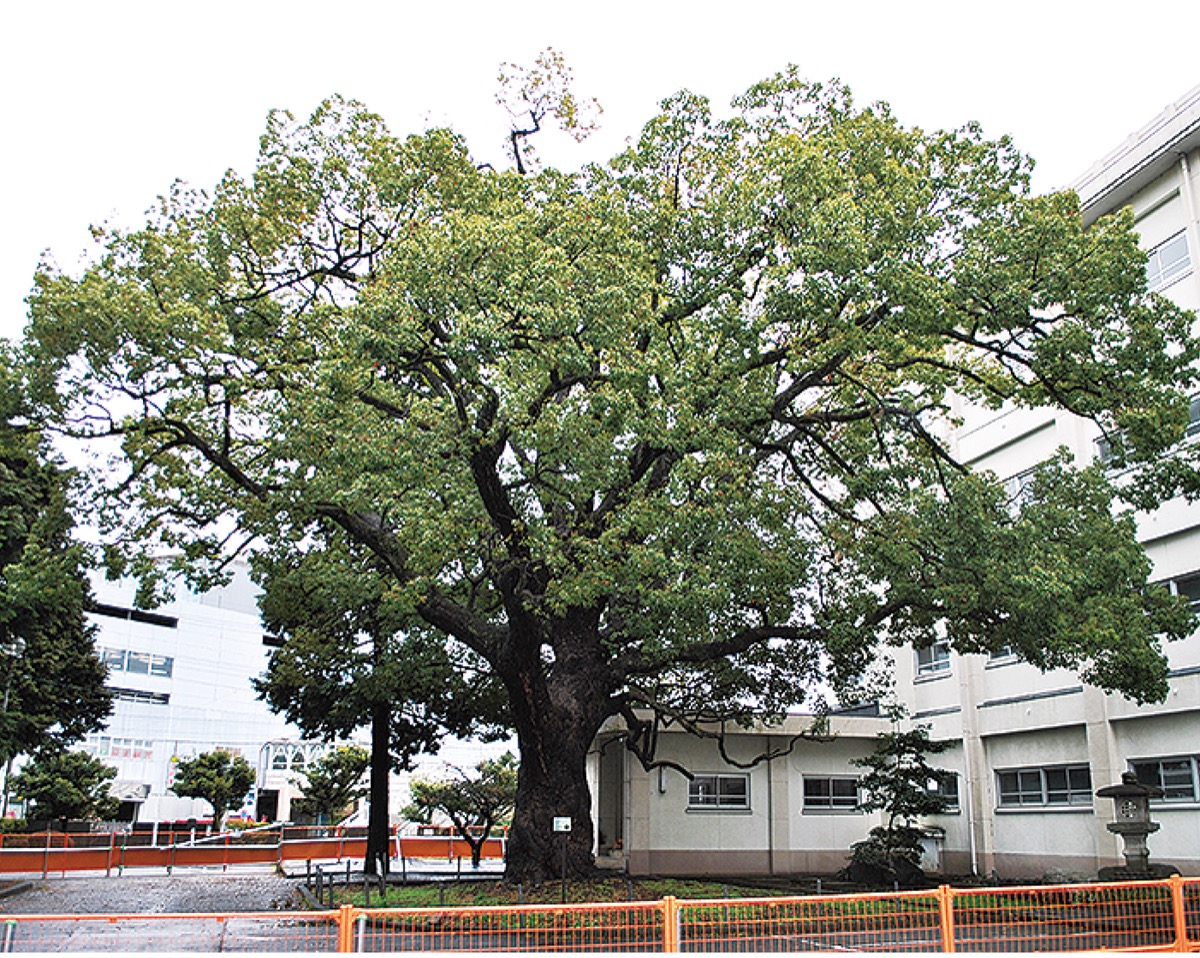 当時は県立相原高校（現在は橋本台に移転）の敷地内にあったクスノキ（写真は2018年頃）。「地域と共に歩んできたシンボルツリー」と浅賀代表は言う