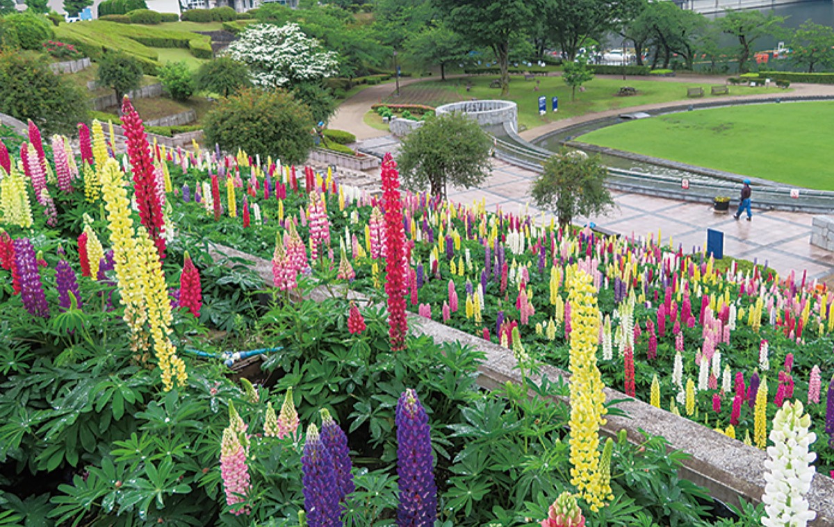 咲き誇るルピナス