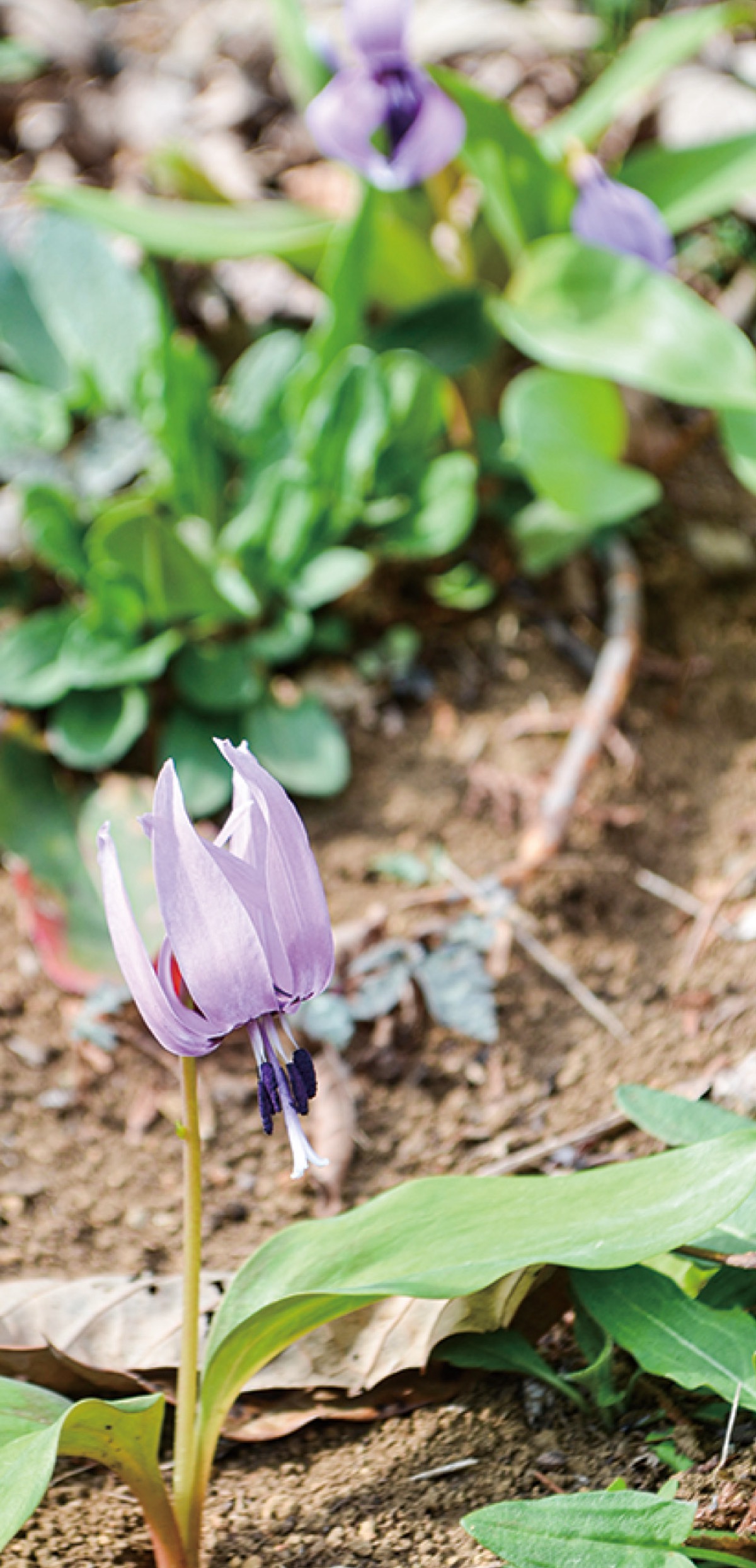 かたくり 花 | カタクリの花の特徴 – TYZD