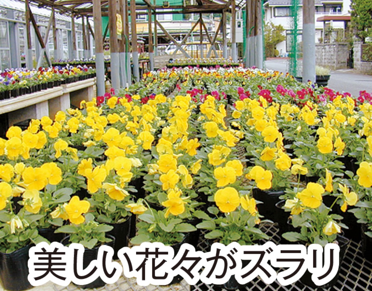 秋のパンジー狩り