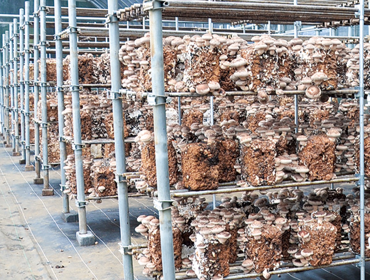 シイタケを観光資源に