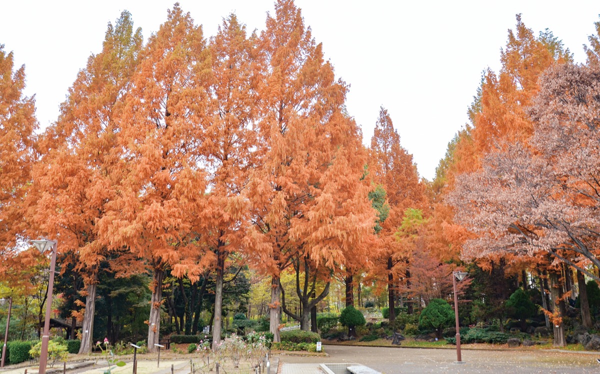 紅葉に囲まれて