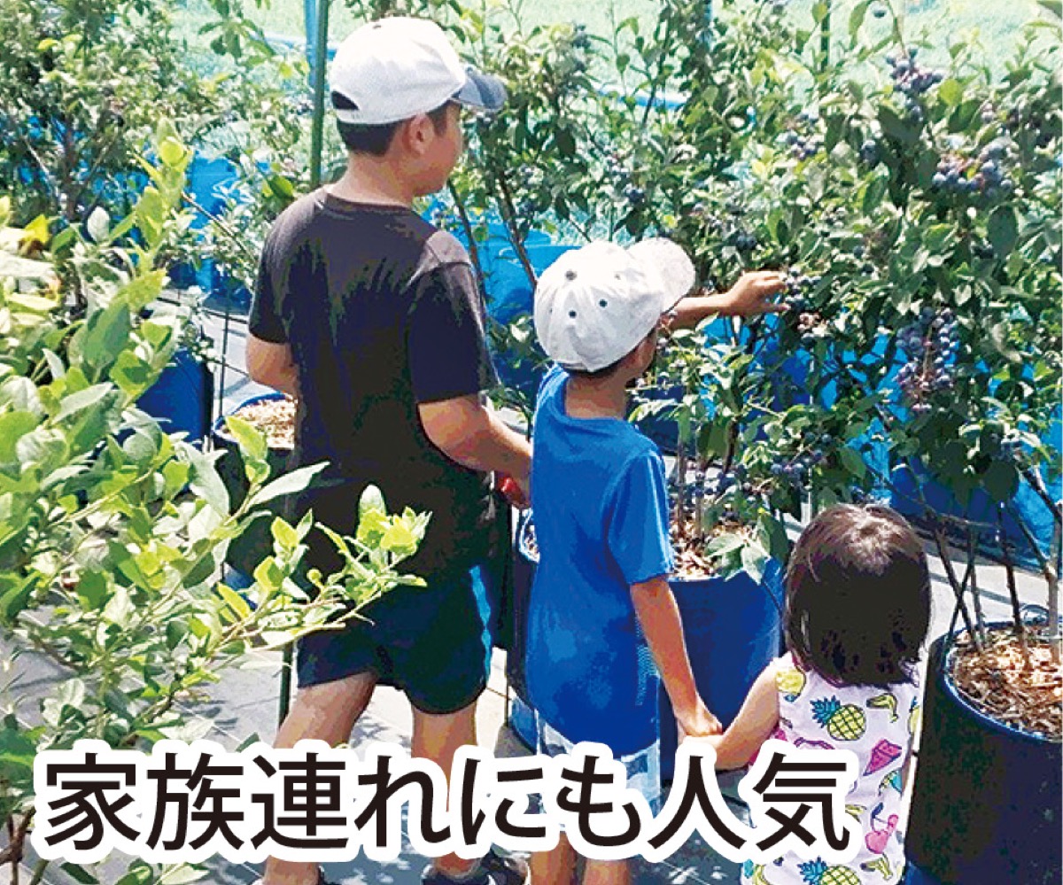 旬のブルーベリーを楽しもう (写真2)