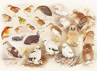 「日本鳥類大図鑑」41図原画、１９３８〜41年ごろ（個人蔵）２／３から展示