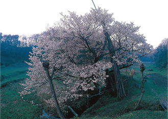 畦の桜（図師町）