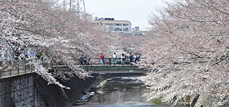 ぽかぽか陽気に包まれた先週末、恩田川サクラの開花を喜ぶ人々が、鑑賞や撮影を楽しんでいた（３月２８日撮影）