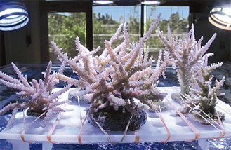 玉川学園で成長したサンゴ（撮影／同組合サンゴ養殖研究班）