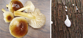 粘菌（写真右）とキノコ
