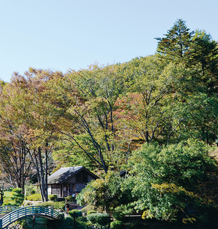 鮮やかに色づく公園内の木々＝11月17日撮影