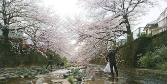 花が満開の桜の木の下を流れる恩田川で活動を続けるメンバーたち