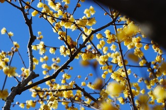 空気の澄んだ冬の空に映える黄色の花