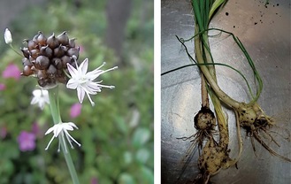 野蒜の花（左）と美味しい球根（右）